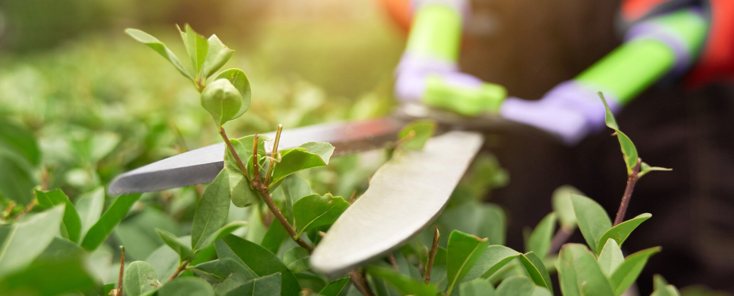 Suport Tècnic en Jardineria Convencional